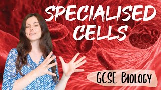 SPECIALISED CELLS GCSE Biology 91  Combined Sci Revision amp Questions [upl. by Sension807]