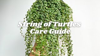 Peperomia Prostrata aka String of Turtles Care Tips  7 tips you should know [upl. by Aikram596]