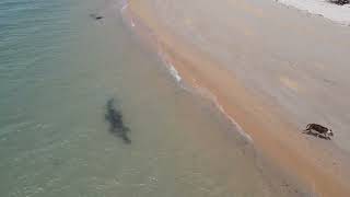 Drone Footage Shows Crocodile Stalking Dog on Beach [upl. by Kirkwood]