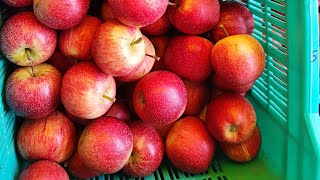 Redlum gala Apple Variety क्रेटो में के आज के रेट Today Apple market of gala Variety in Kullu [upl. by Esilanna]