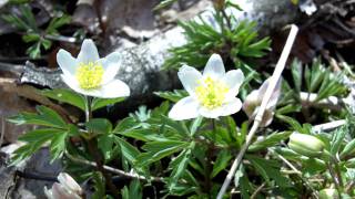 Vårens blommor i Sverige [upl. by Atinauj422]