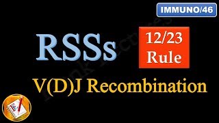 Recombination Signal Sequences RSSs and 1223 Rule FLImmuno46 [upl. by Trevar197]