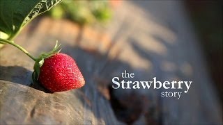 The Strawberry Story Mapro [upl. by Keithley]