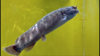 デンキナマズ Electric catfish Malapterurus electricus [upl. by Elokcin]