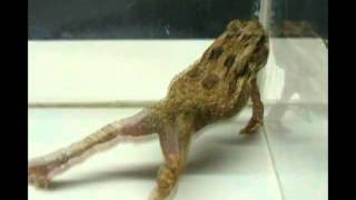 Strychine Poisoning in Toads [upl. by Feer279]