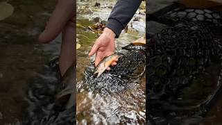 It’s another brookie Sunday already We hope everyone has a great week Tight Lines fishing fall [upl. by Tound]