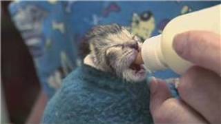 Kitten amp Cat Care  How to Raise JustBorn Kittens [upl. by Zug]