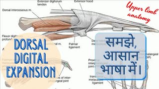 DORSAL DIGITAL EXPANSION OF HAND [upl. by Laerdna736]