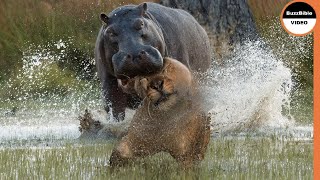 Territorial Hippo Pounces on a Lion With All Its Might [upl. by Philine]