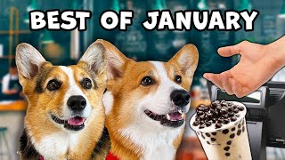 Best Talking Dog Videos January 2023 [upl. by Severen]