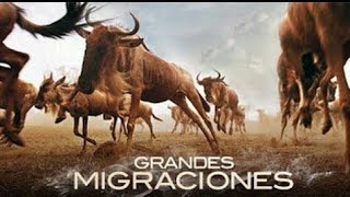 La Peligrosa Y Grandes Migraciónes Animal [upl. by Pinzler681]