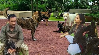 MS Dhoni And Sakshi dhoni Playing With Pet Dogs At Ms Dhonis Ranchi House [upl. by Ylatfen]