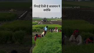 निगाहें टिकी है आसमान पे क्योंकि  kisan kheti farming status [upl. by Retrak]