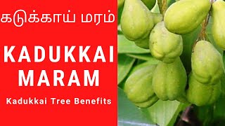 Kadukkai benefits in Tamil  Kadukkai tree  Kadukkai maram [upl. by Anert]