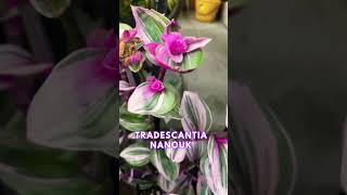 Tradescantia Nanouk in full bloom [upl. by Kram585]