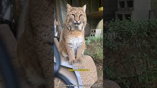 Bobcat 🐈 Natures Ninja Warrior [upl. by Nasho]