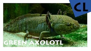 HD Axolotl  Ambystoma mexicanum  YOUAQUA CLASSIC [upl. by Htrap]