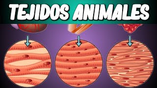 TEJIDOS ANIMALES Biología desde Cero [upl. by Namien]