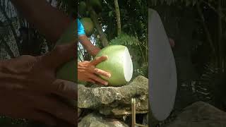 fantastic way miracle fruit CALABASH open skills [upl. by Terej]