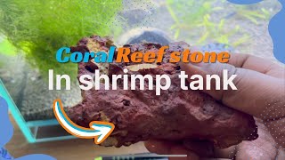 Benefits of adding coral reef stone in a shrimp tank  coral in neocaridina shrimp aquarium [upl. by Eivi]