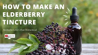 How to Make an Elderberry Tincture  For Colds and Flu  Herbal Medicine [upl. by Aihcela]