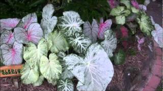 caladium corner [upl. by Adnarram]