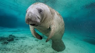 The Real Mermaids of The Sea Manatees Documentary  The Best Documentary Ever [upl. by Atiuqrehs976]