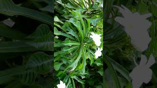 🌻☆⁵•¹◇³⁴⁵ ▪︎ Nag Champa Fiddle Leaf Plumeria Plumeria pudica  Observed in Description [upl. by Nalepka]