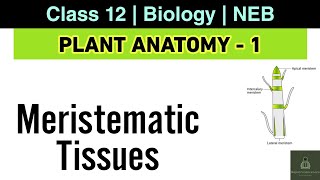 Plant Anatomy L1  NEB Class 12 Biology  Concept of tissue Meristematic tissue and its types [upl. by Dranek]