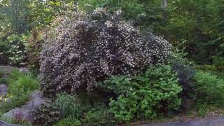 In the Garden with Susan  Physocarpus Shrub [upl. by Iroc279]