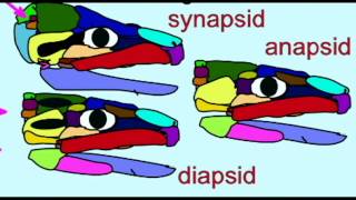 PL2 FOSSIL REPTILES ANAPSIDS DIAPSIDS SYNAPSIDS [upl. by Etienne]