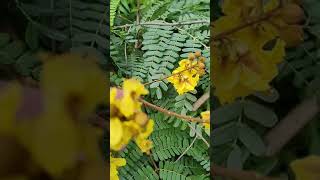 Yellowflamboyant Peltophorum pterocarpum Fabaceae Yellow flametree [upl. by Noy]