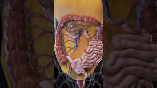 Discover the Mesentery The Unsung Hero of the Digestive System anatomy animation [upl. by Nicholl]