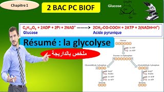 Résumé  La glycolyse svt 2 bac pc biof أسهل ملخص بالداريجة [upl. by Salba]