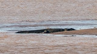 Amazing footage of giant 7m crocodile  Filmed in the wild [upl. by Hallerson]