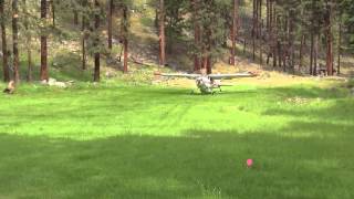 Cessna 185 taking off and landing at Allison Ranch [upl. by Acirahs]