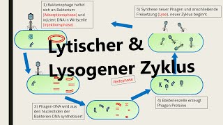 Lysogener und lytischer Zyklus Vermehrung von Viren [upl. by Roby583]