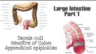 Taneia coli Haustra and appendices epiploicae  Anatomy of Large Intestine [upl. by Ko]