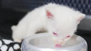 Rare Albino Jaguarundi Cub Found in Colombia [upl. by Arima844]