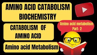 Amino Acid Catabolism  Catabolism of Amino Acids Biochemistry  Amino Acid Metabolism [upl. by Lindon]