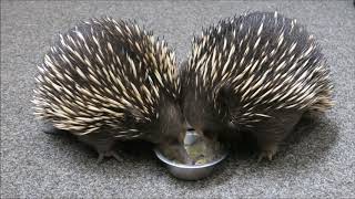 【ECHIDNAS】PLATYPUS HOUSE TASMANIA [upl. by Geis]