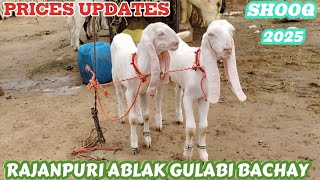 Rajanpuri Ablak Gulabi Bachay😍 Prices Updates Shooq 2025😎 Badiana Mandi Sialkot [upl. by Thompson]