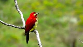 crimsonmantled woodpecker Colaptes rivolii Serranía del Perijá Northern Colombia Birding Trail [upl. by Nerrat115]