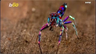 Splendorous Spider Check out These Gorgeous Shot of a MultiColored Spider [upl. by Athenian]