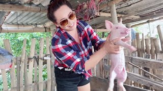 Feeding milk little 🐷 pigshowing placeGoal onedayto help thememariana canoy 💗 [upl. by Neirda]