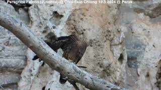 Peregrine Falcon Falco peregrinus ernesti  Juvenile  Chiu S C DSCN4776 [upl. by Hamal243]