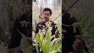 Grammatophyllum scriptum Mewah Mudah Berbunga anggrekku berkebun galerianggrekku [upl. by Sallee]