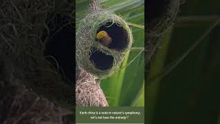 Architects of the Wild Masterpiece in Motion 🐦🏗️ weavers birdnest birdlife [upl. by Arreit]