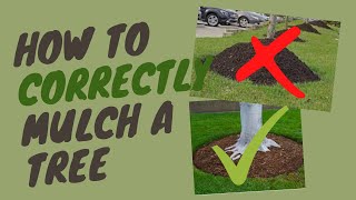 How to CORRECTLY Mulch a Tree [upl. by Bille]