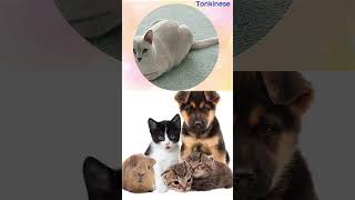 Tonkinese Cats  Everything You Need to Know About This Breed [upl. by Penney]